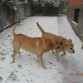 Leo y Scotty en la nieve